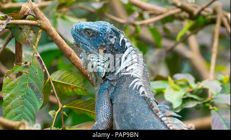 Grüne amerikanische Leguan blue morph Portrait auf grünem Hintergrund Stockfoto