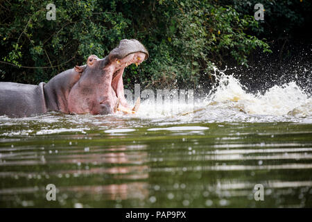 Uganda, Lake Victoria, Hippopotamus in See mit offenen Mund Stockfoto