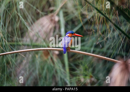 Uganda, Lake Victoria, Azure Kingfisher hocken auf Zweig Stockfoto