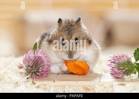 Campbells Zwerghamster (Phodopus campbelli) essen eine Karotte. Deutschland Stockfoto