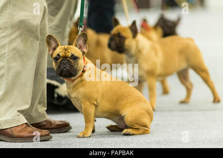 Französische Bulldogge. Erwachsene Hunde und Besitzer auf einer Hundeausstellung. Deutschland. Stockfoto