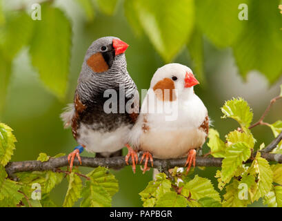 Zebra Finch (Taeniopygia Guttata). Zwei erwachsene Vögel thront auf einem Zweig. Deutschland Stockfoto