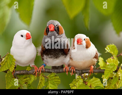 Zebra Finch (Taeniopygia Guttata). Drei erwachsene Vögel thront auf einem Zweig. Deutschland Stockfoto