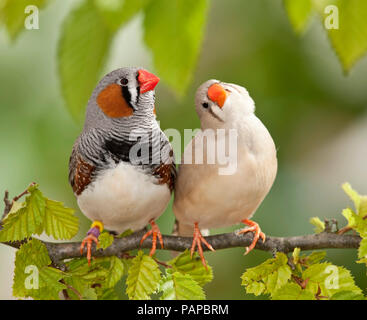 Zebra Finch (Taeniopygia Guttata). Zwei erwachsene Vögel thront auf einem Zweig. Deutschland Stockfoto