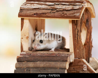 Chinesische Hamster (Cricetulus griseus barabensis, Cricetulus griseus) auf einem Selbstgebauten Hamster Spielplatz. Deutschland Stockfoto