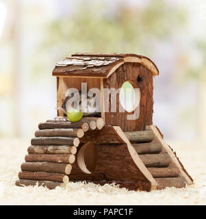 Chinesische Hamster (Cricetulus griseus barabensis, Cricetulus griseus) auf einem Selbstgebauten Hamster Spielplatz. Deutschland Stockfoto