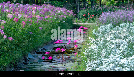 Seerosen blühen mit wunderschönen violetten Blüten unter den Teich, oben sind die Cleome spider lila Rosen, weißen Gänseblümchen leuchtende Blume Garten Stockfoto