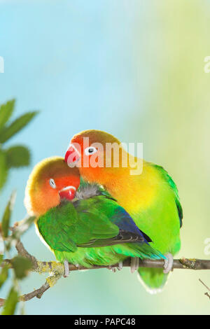 Fischers Lovebird (Agapornis Fischeri). Ausschreibung Paar auf einem Zweig thront. Deutschland Stockfoto