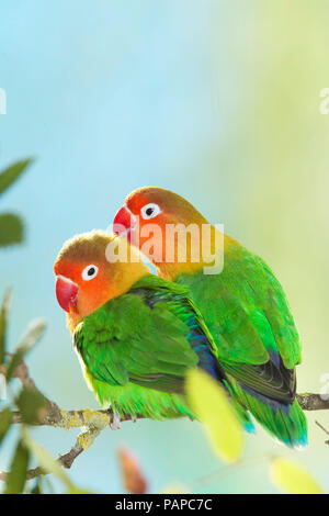 Fischers Lovebird (Agapornis Fischeri). Ausschreibung Paar auf einem Zweig thront. Deutschland Stockfoto