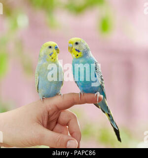 Rainbow Wellensittich, Wellensittich (Melopsittacus undulatus). Zwei Erwachsene thront auf einem Finger. Deutschland Stockfoto