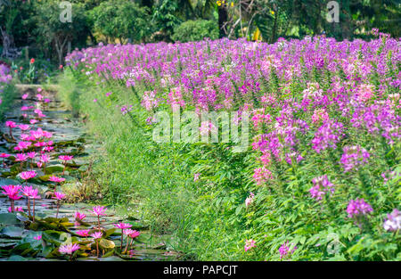 Seerosen blühen mit wunderschönen violetten Blüten unter den Teich, oben sind die Cleome spider lila Rosen, weißen Gänseblümchen leuchtende Blume Garten Stockfoto