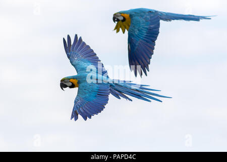 Tropische Vögel im Flug. Blau und Gelb Gold Macaw Papageien fliegen. Schöne südamerikanische Tierwelt und Natur Bild mit Aras natürlich isoliert Stockfoto