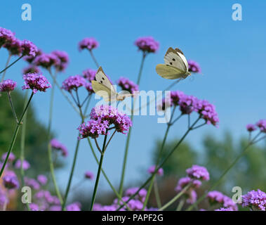 Großer weißer Schmetterling Pieris brassicae Fütterung auf eisenkraut Blumen im Garten Stockfoto