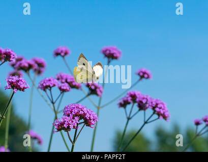 Großer weißer Schmetterling Pieris brassicae Fütterung auf eisenkraut Blumen im Garten Stockfoto