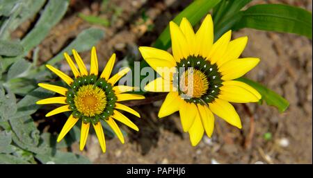 Gazania Rigens, Schatz Blume, Asteraceae, Südafrikanische Blume, ziergarten Pflanzen, Stockfoto