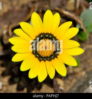 Gazania Rigens, Schatz Blume, Asteraceae, Südafrikanische Blume, ziergarten Pflanzen, Stockfoto