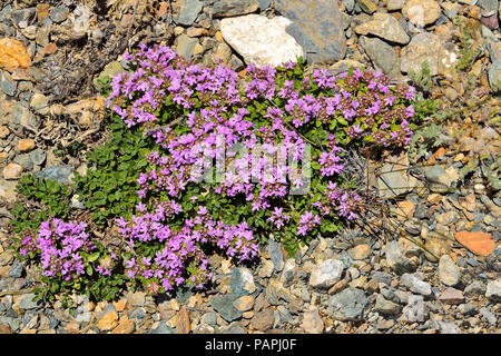 Blühende schleichende Thymian (Thymus serpullum) in der Nähe auf einem Steine Boden von Altai Gebirge, Russland. Heilpflanze in der Pharmazie, Kosmetik, Co Stockfoto