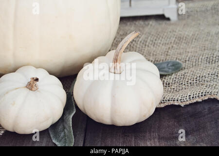 Erbstück und mini Weiß Kürbisse sitzen auf Holz- rustikalen Tisch dekoriert für Thanksgiving oder Halloween. Stockfoto