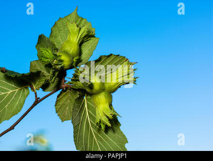 Haselnuss Baum, in der Nähe des frischen Nüssen Stockfoto