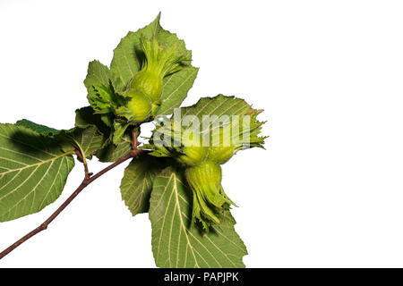 Haselnuss Baum, in der Nähe des frischen Nüssen Stockfoto