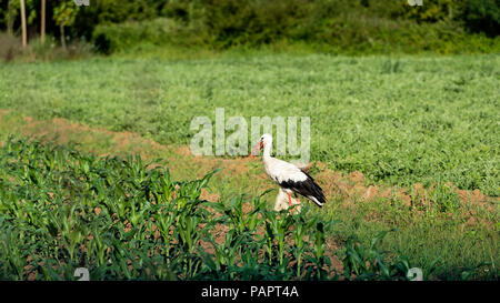 Stork in den Feldern Stockfoto