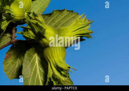 Haselnuss Baum, in der Nähe des frischen Nüssen Stockfoto