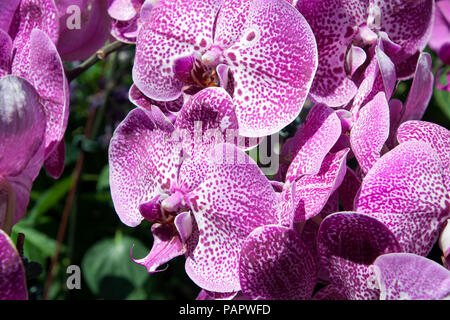 Sydney Australien, Multi getönten lila Motte Orchidee Blumen Stockfoto