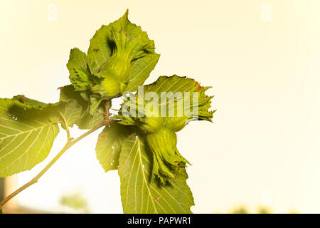 Haselnuss Baum, in der Nähe des frischen Nüssen Stockfoto