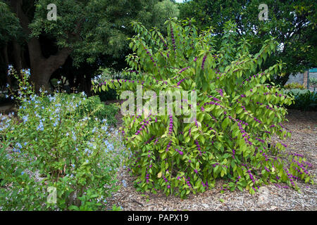 Sydney Australien, beautyberry Bush mit Clustern von lila Beeren im Garten Stockfoto