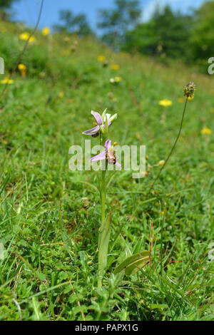 Biene-Orchidee Stockfoto