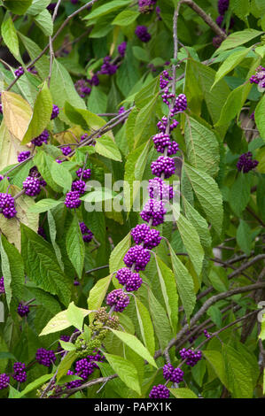 Sydney Australien, Zweig der beautyberry mit Clustern von lila Beeren Stockfoto