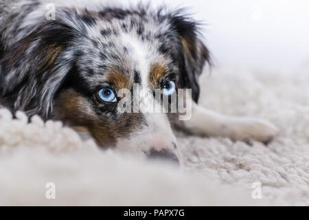 Mili die Miniatur Australian Shepherd, atemberaubende blaue Augen, high key Stockfoto