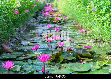 Seerosen blühen mit wunderschönen violetten Blüten unter den Teich, oben sind die Cleome spider lila Rosen, weißen Gänseblümchen leuchtende Blume Garten Stockfoto