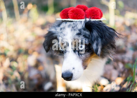 Mili die Miniatur Australian Shepherd, atemberaubende blaue Augen, Freiburg Deutschland Stockfoto