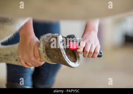 In der Nähe von Frau Reinigung Huf eines Pferdes Stockfoto