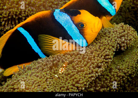 Clark, anemonenfischen Amphiprion clarkii, die gemeinsame Nutzung einer Anemone mit kommensalen Garnelen, Periclimenes venustus, vor der Insel Yap in Mikronesien. Stockfoto