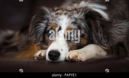 Mili die Miniatur Australian Shepherd, atemberaubende blaue Augen Stockfoto