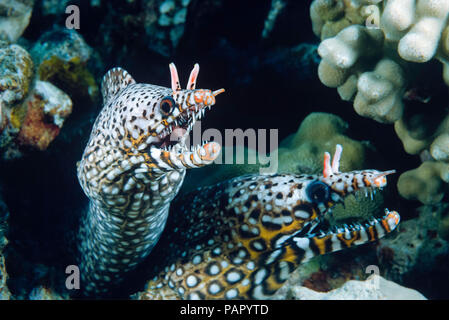 Ein paar Drachen Muränen, Enchelycore pardalis, vor der Insel Maui, Hawaii. Stockfoto