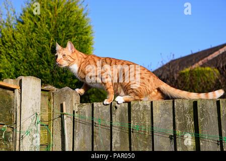 Ingwer und weiße Katze oben auf einem hölzernen Zaun, England, UK, Europa kriecht. Stockfoto