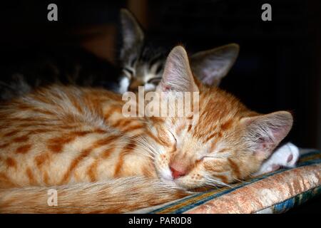 Ginger kitten zusammengerollt schlief auf einem Kissen mit einem grauen Kätzchen auf der Rückseite, England, UK, Europa. Stockfoto