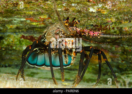 Der gebänderte Langusten, Panulirus marginatus, ist eine endemische Art. Hawaii. Stockfoto