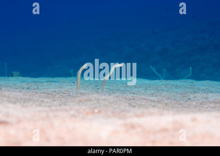 Endemische Hawaiian Röhrenaale, Gorgasia hawaiiensis, ziehen Sie sie nach unten in den Sand, wenn angefahren. Maui. Hawaii. Stockfoto