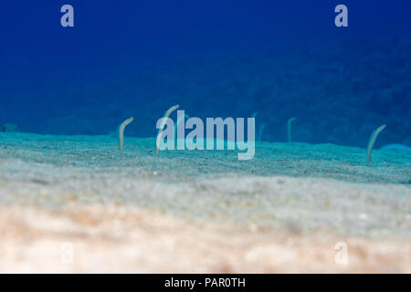 Endemische Hawaiian Röhrenaale, Gorgasia hawaiiensis, ziehen Sie sie nach unten in den Sand, wenn angefahren. Maui. Hawaii. Stockfoto