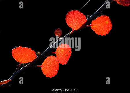 Detail der Herbstblätter auf Zweig Stockfoto