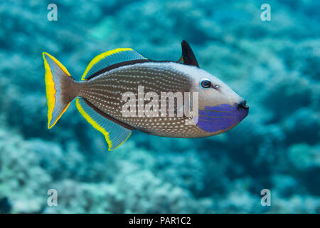 Die männlichen vergoldeten Drückerfische, Xanthichthys auromarginatus, ist bunter als die Weibchen. Die beiden verbringen viel Zeit über das Riff, wo die Stockfoto