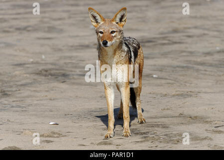 Eine Warnung schwarz gesichert jackel schaut über den Sand an der Skelettküste in Namibia. Stockfoto