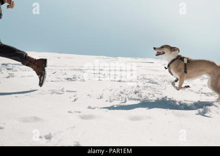 Mann spielt mit Hund im Winter, laufen im Schnee Stockfoto