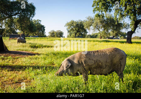 Portrait der Iberischen Schwein Herde (Pata Negra) in einer Blume Bereich Stockfoto