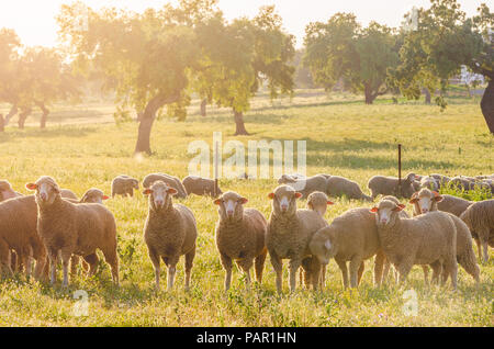 Schafe in das Feld Suchen in der Kamera Stockfoto