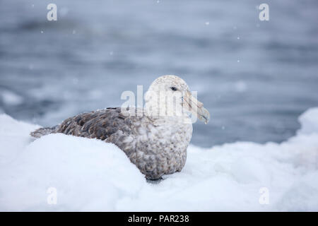 South Polar skua, Eulen maccormicki Stockfoto